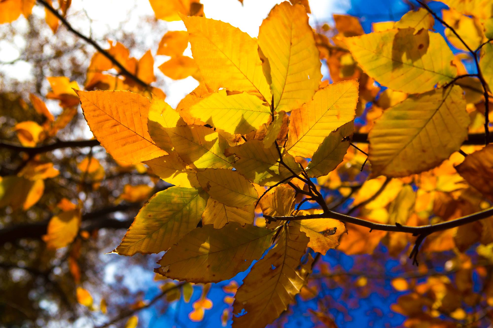 Autumn leaves (photo by Gala Napakh) Autumn leaves (photo by Gala Napakh)