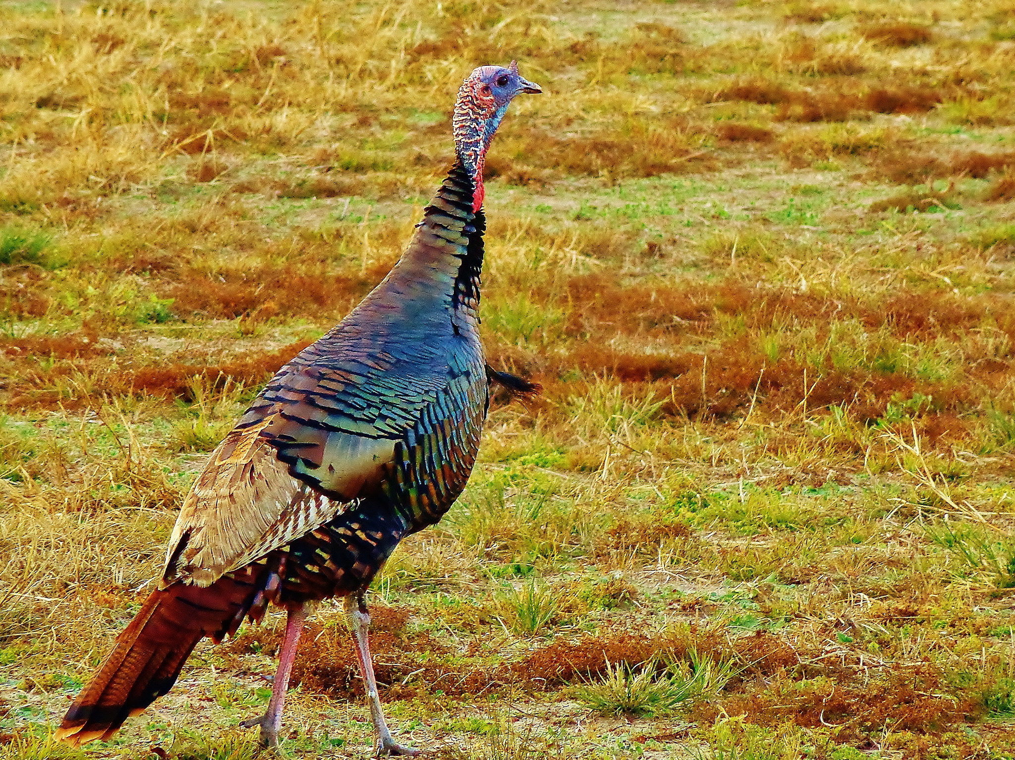 Turkey