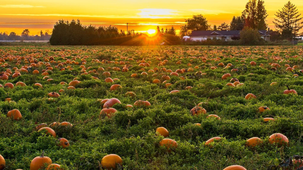 Pumpkin patch (photo by James Wheeler for Pixabay)