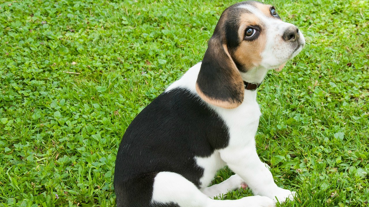 Beagle puppy (photo courtesy of Pixabay)