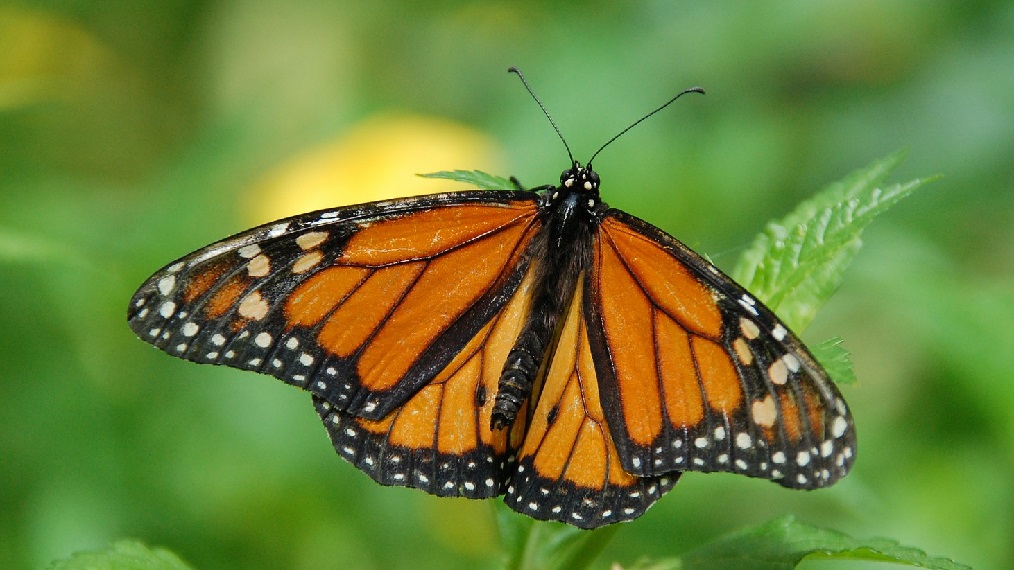 monarch-butterfly