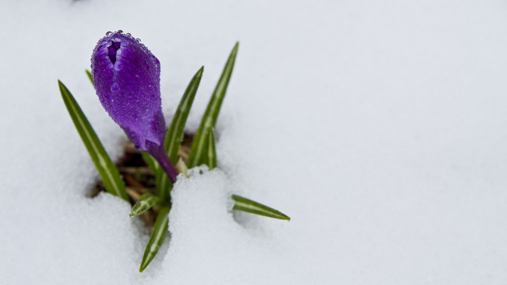 crocus-snow