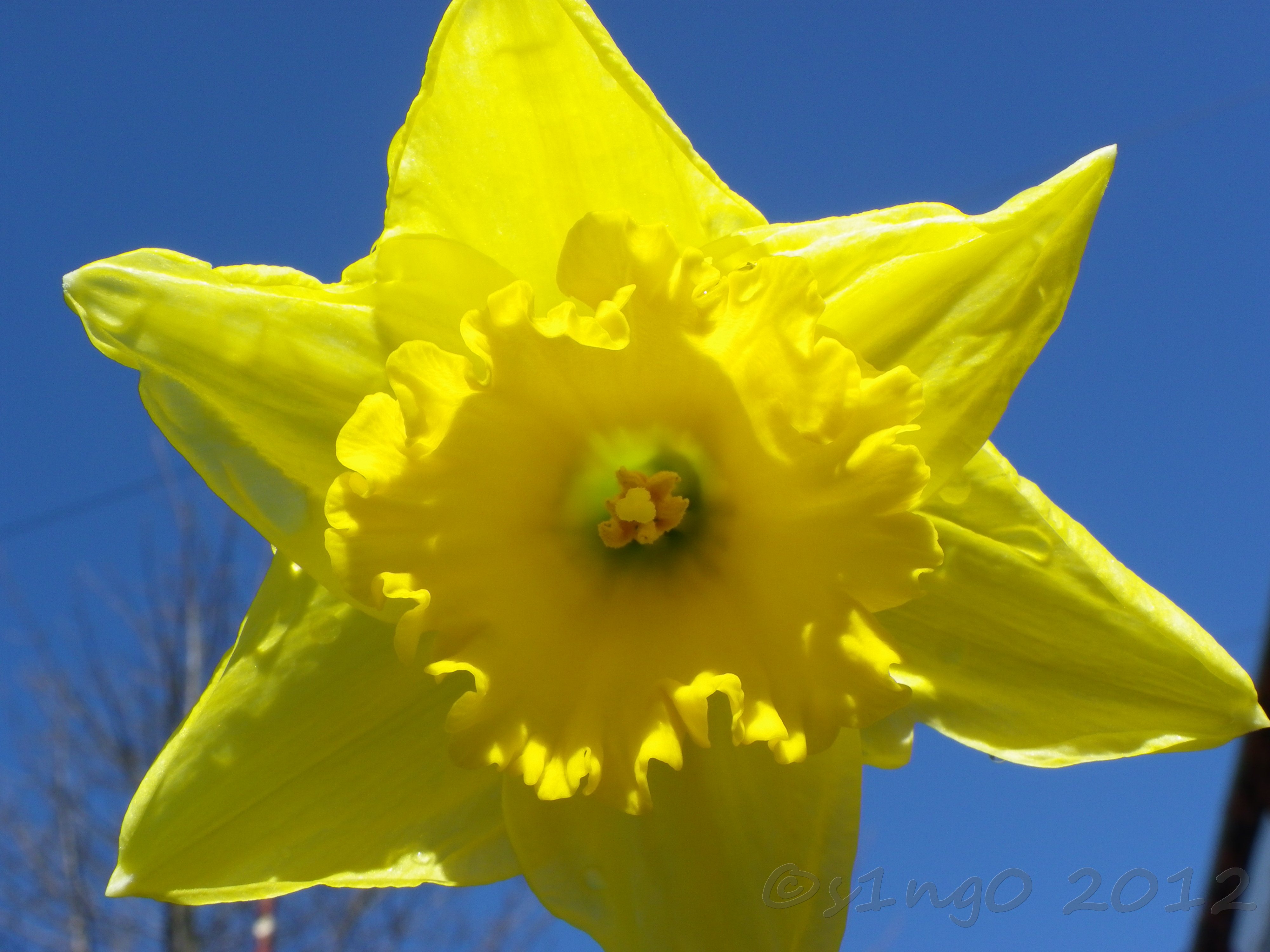 daffodil daffodil