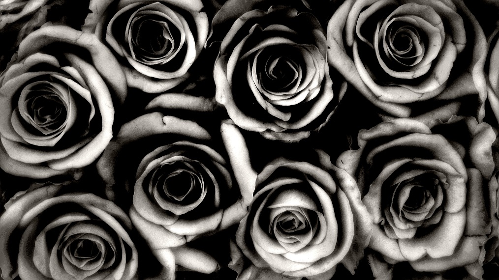roses