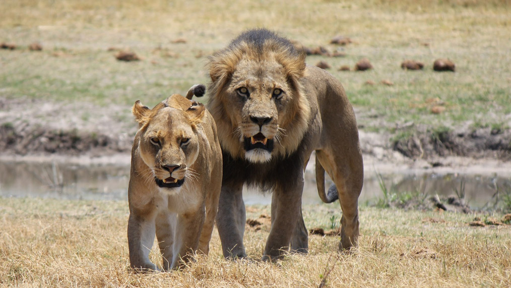 lions