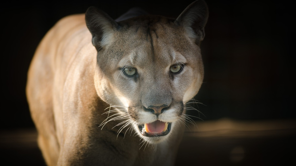 Puma (photo by Ian Lindsay for Pixabay)