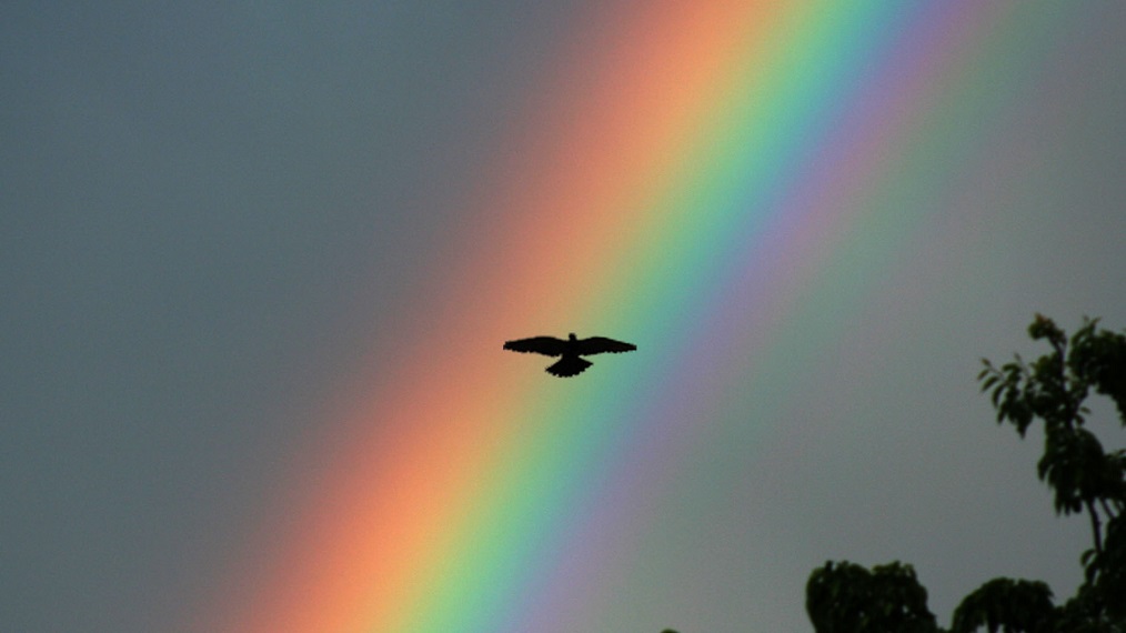 bird and rainbow