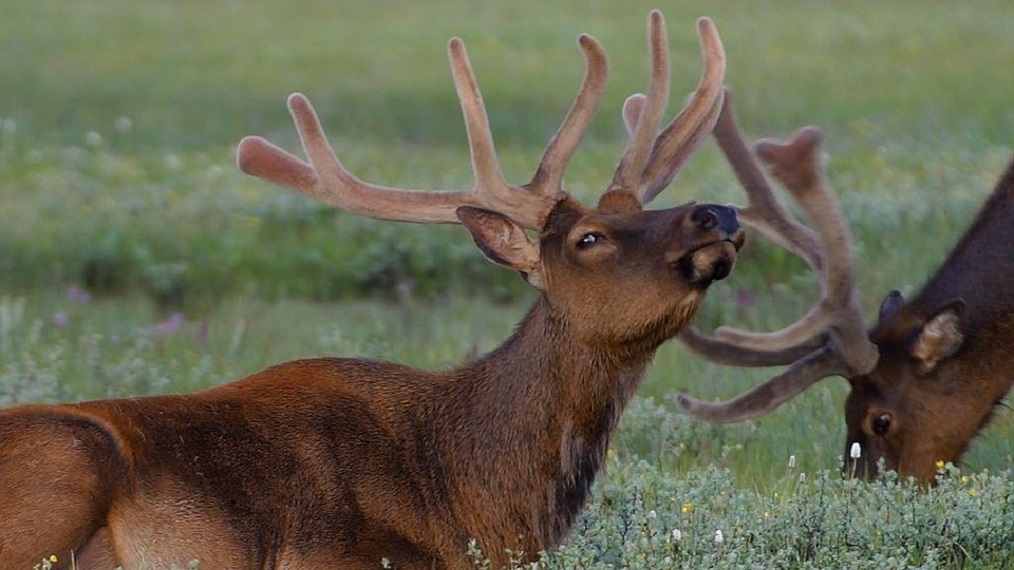 reindeer