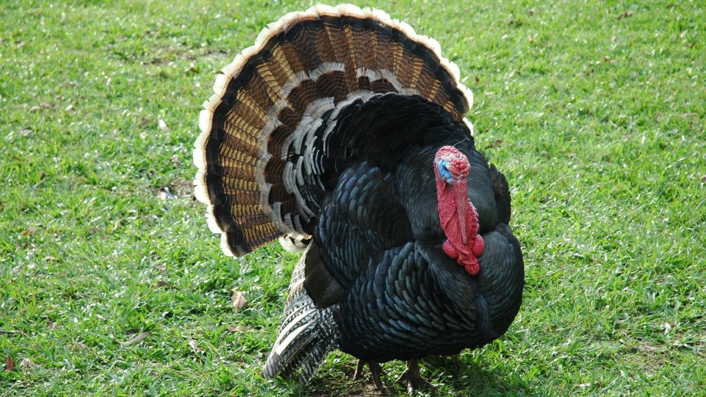 Turkey (photo courtesy of Pixabay)