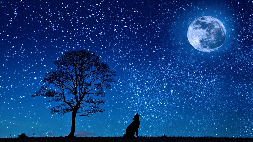 wolf-moon-howl