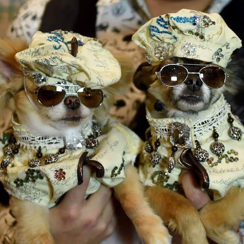 New York Pet Fashion Show's Most Stylish Animals