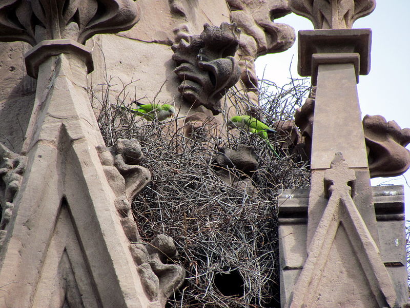 parrots in Greenwood Cemetery in Brooklyn Cityscape: Wildlife in the Concrete Jungle