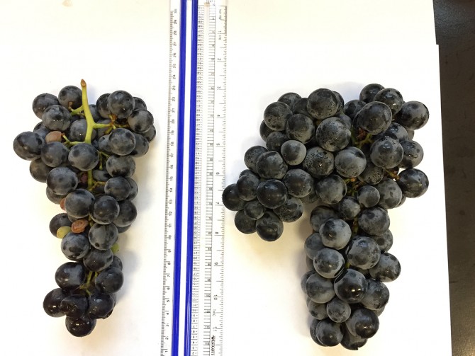 Concord Grapes laid next to Everest grapes.