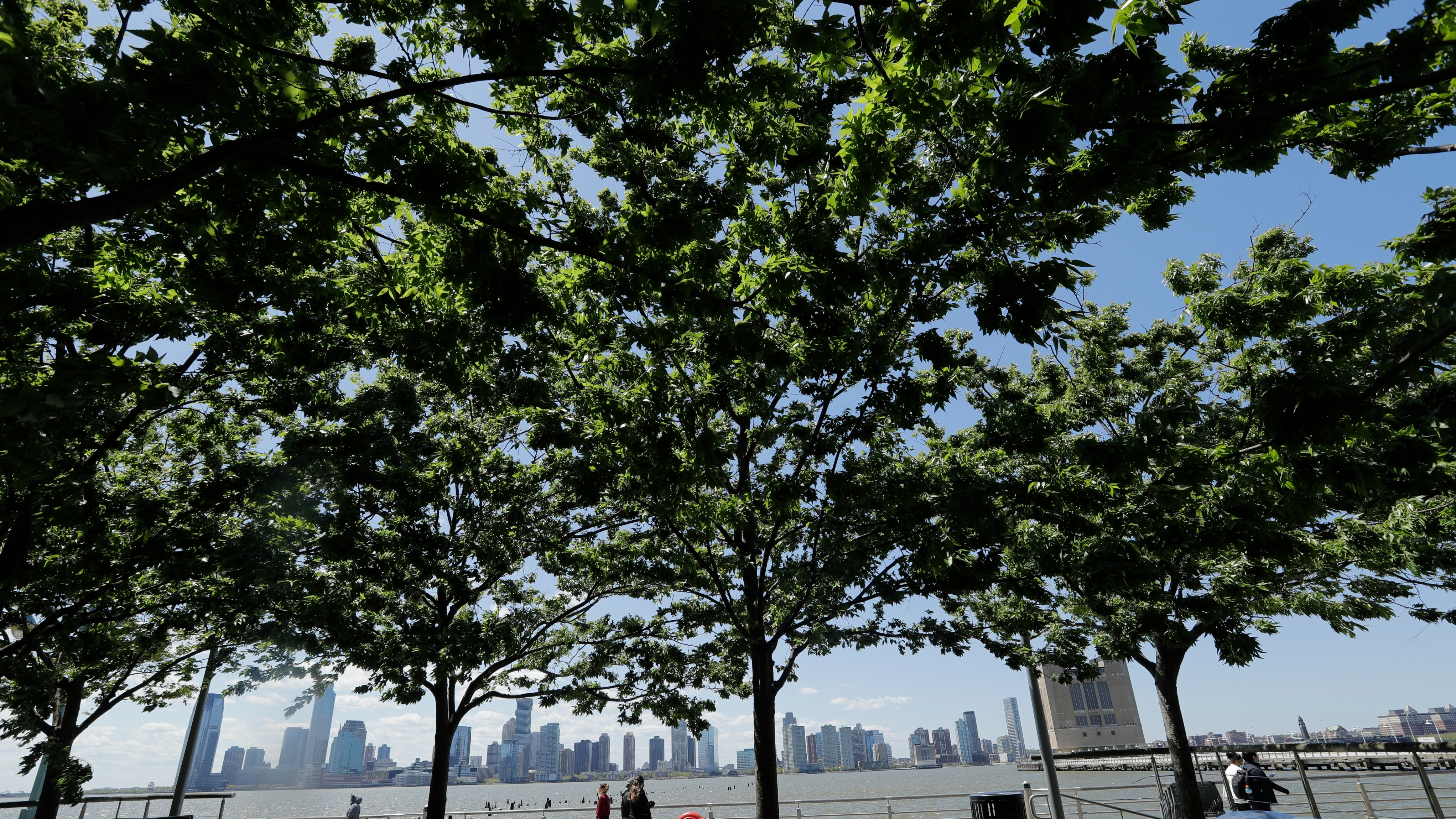 Free Trees for New Yorkers This Spring