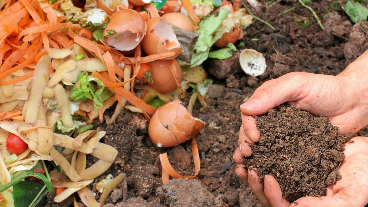 Image of dirt and food scrapts