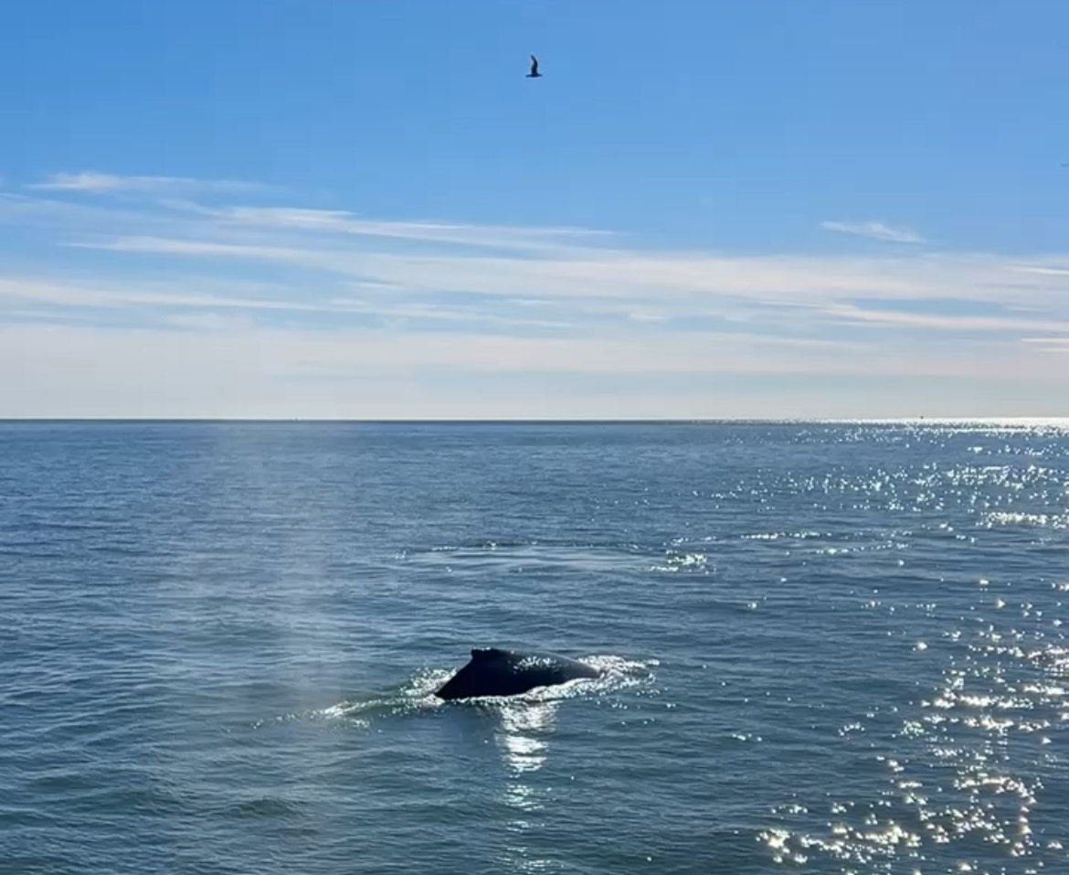 New York City Whale Watching Tours Aim to Protect the Creatures