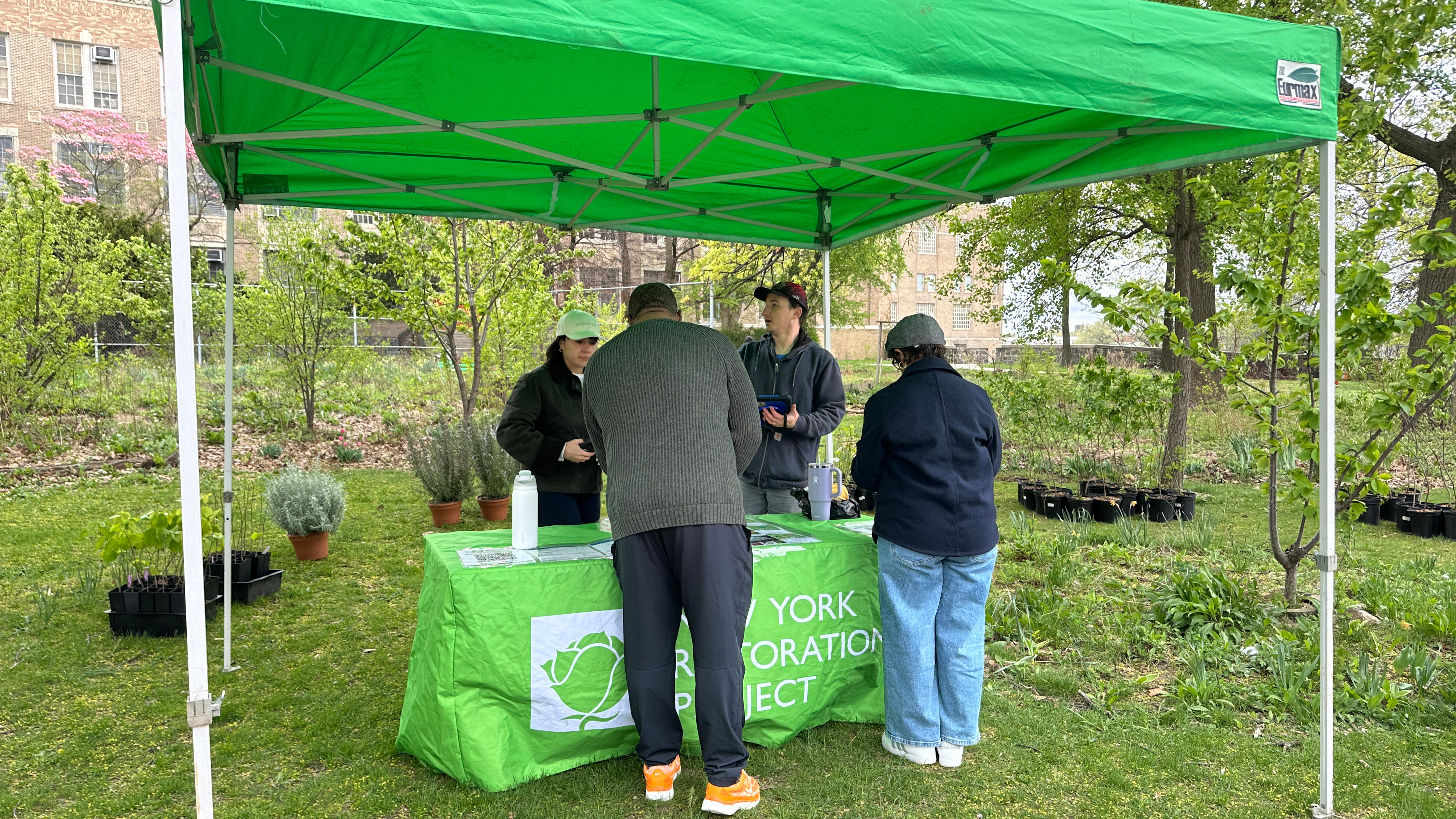 New Yorkers Can Plant a Tree for Free