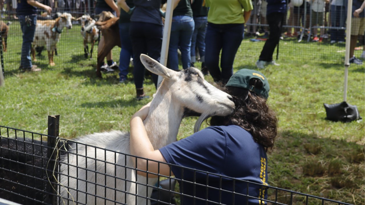 Goats in Riverside Park