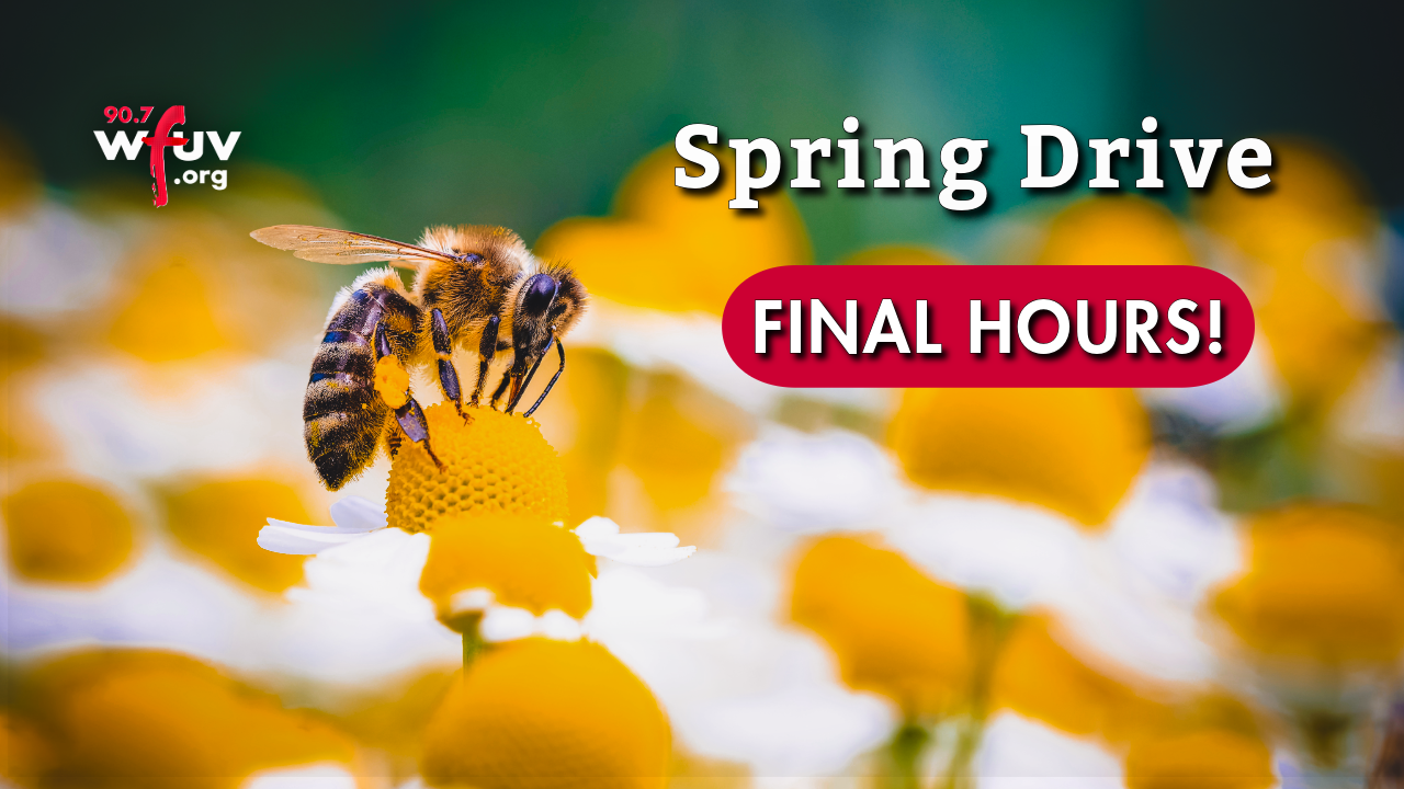 Final Hours Bee