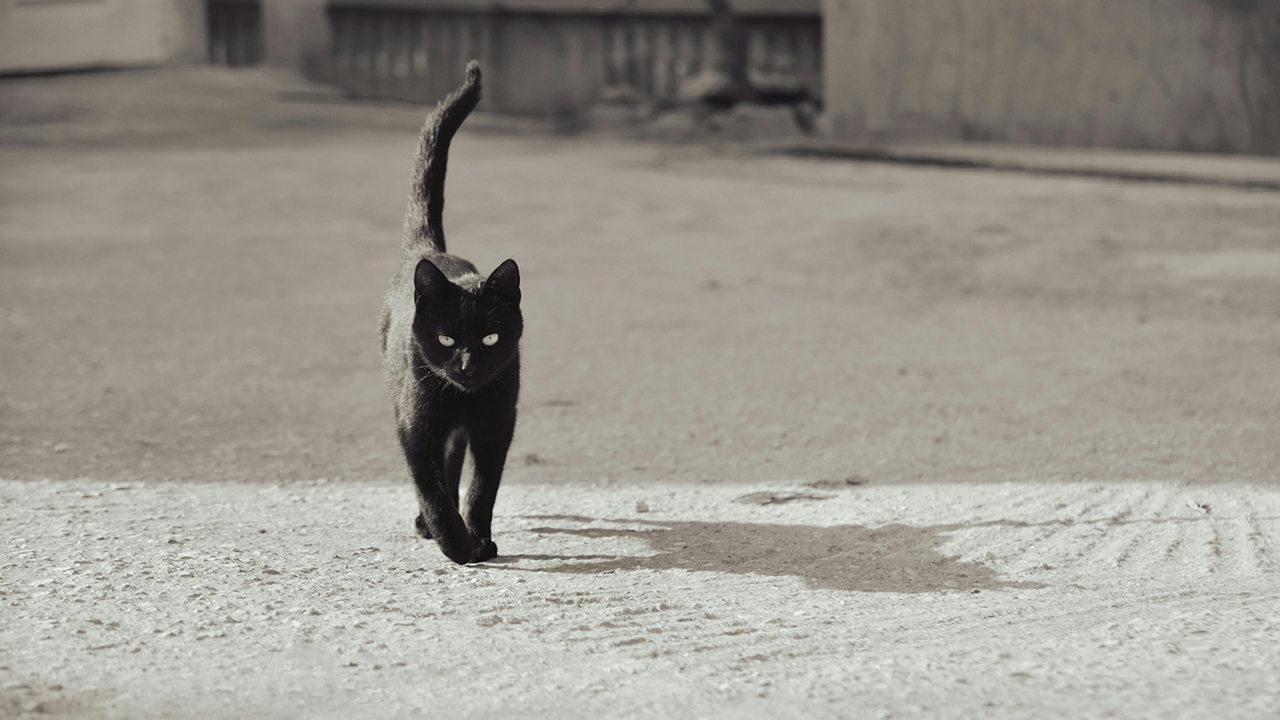 black cat walking black cat walking
