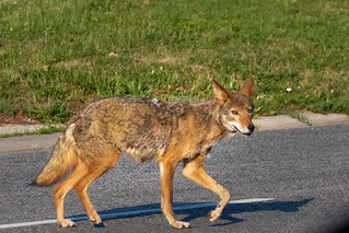 Image of a coyotes