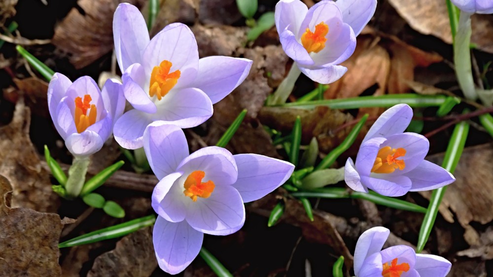 crocuses