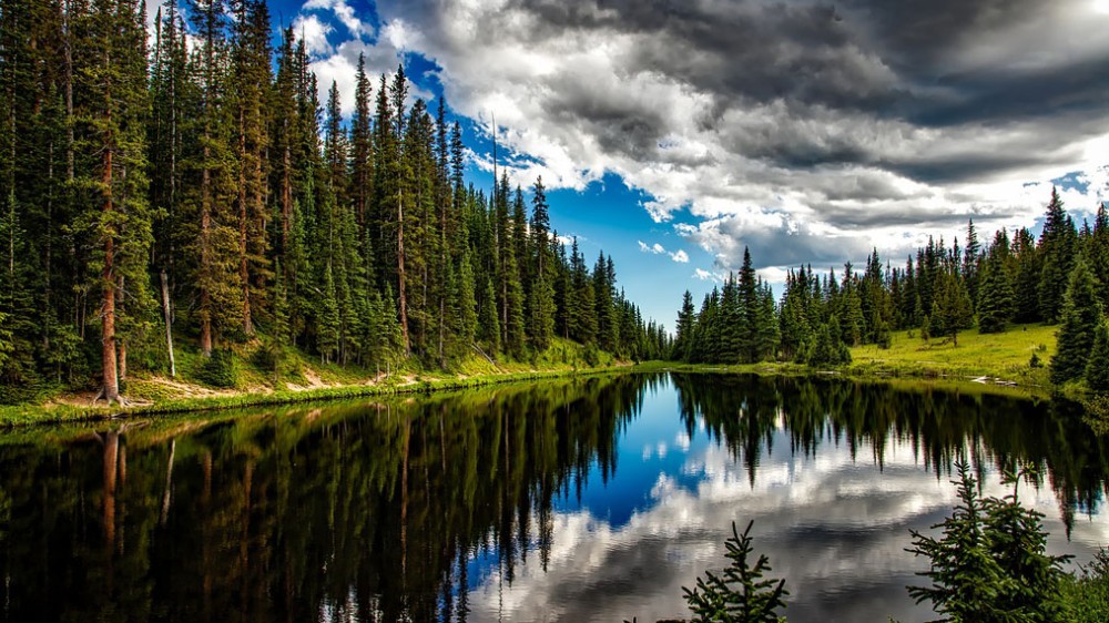 lake forest landscape