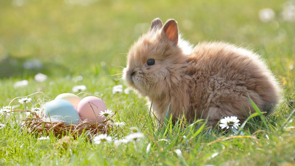 Easter bunny (photo courtesy of Pixabay.com)