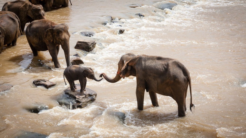elephants fording a river