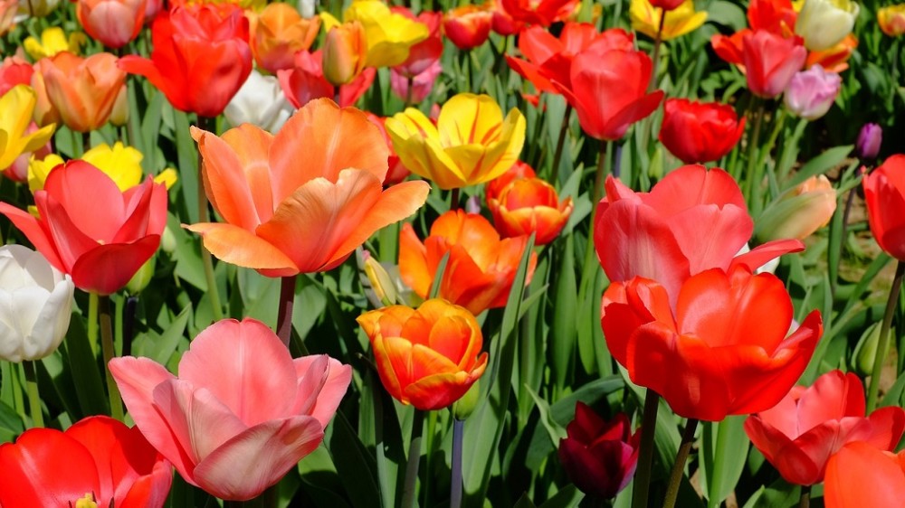 tulips tulips