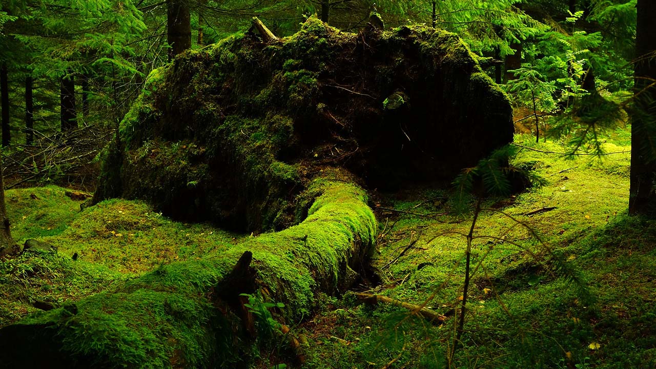 mossy forest