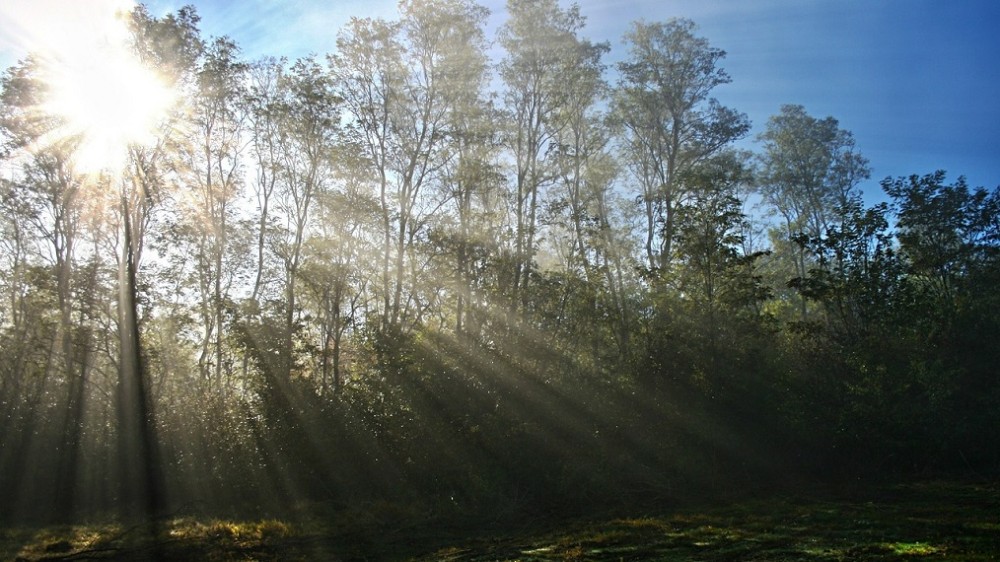 landscape sun shining through trees (Pexels)