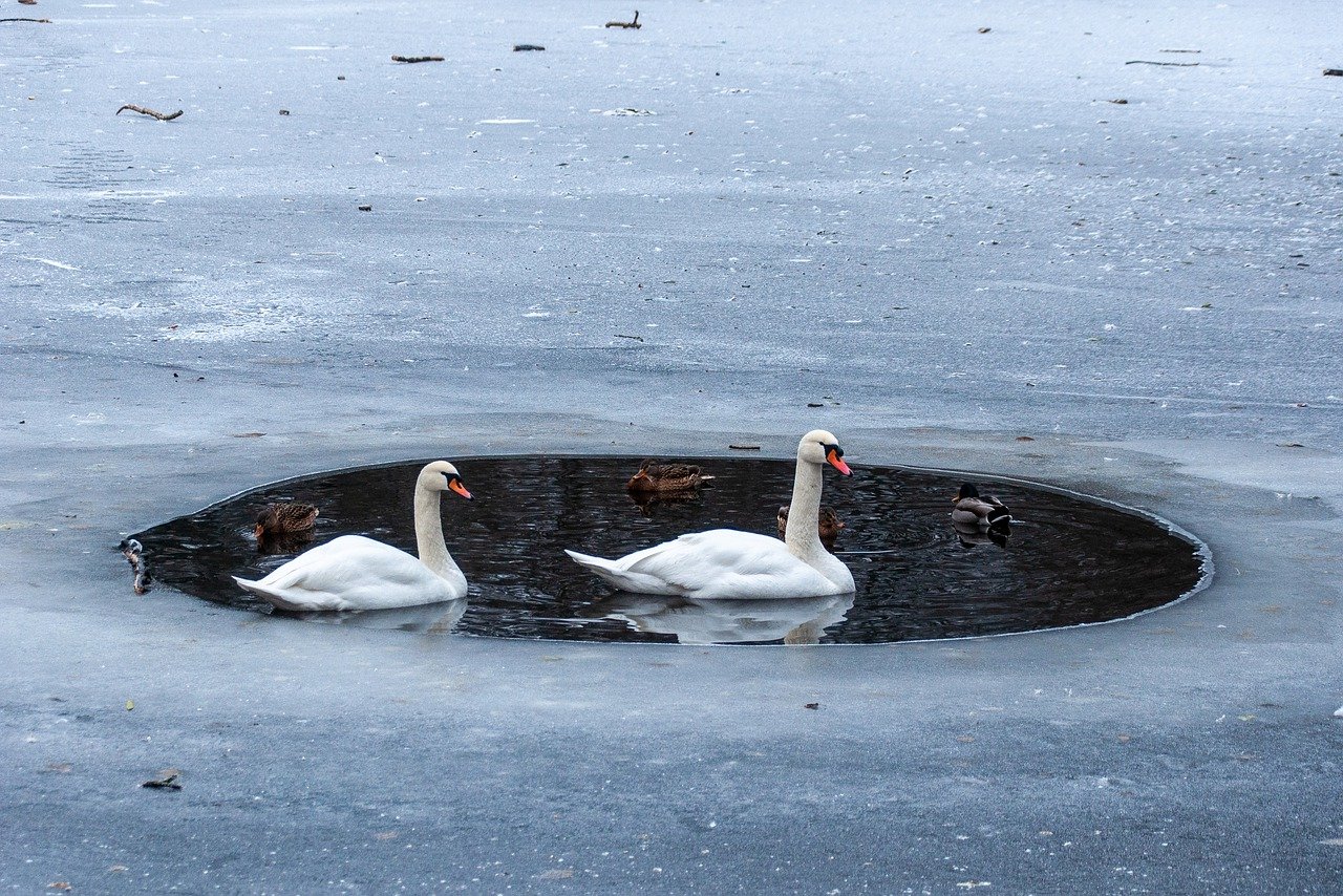 swans and ducks in a frozen pond swans and ducks in a frozen pond
